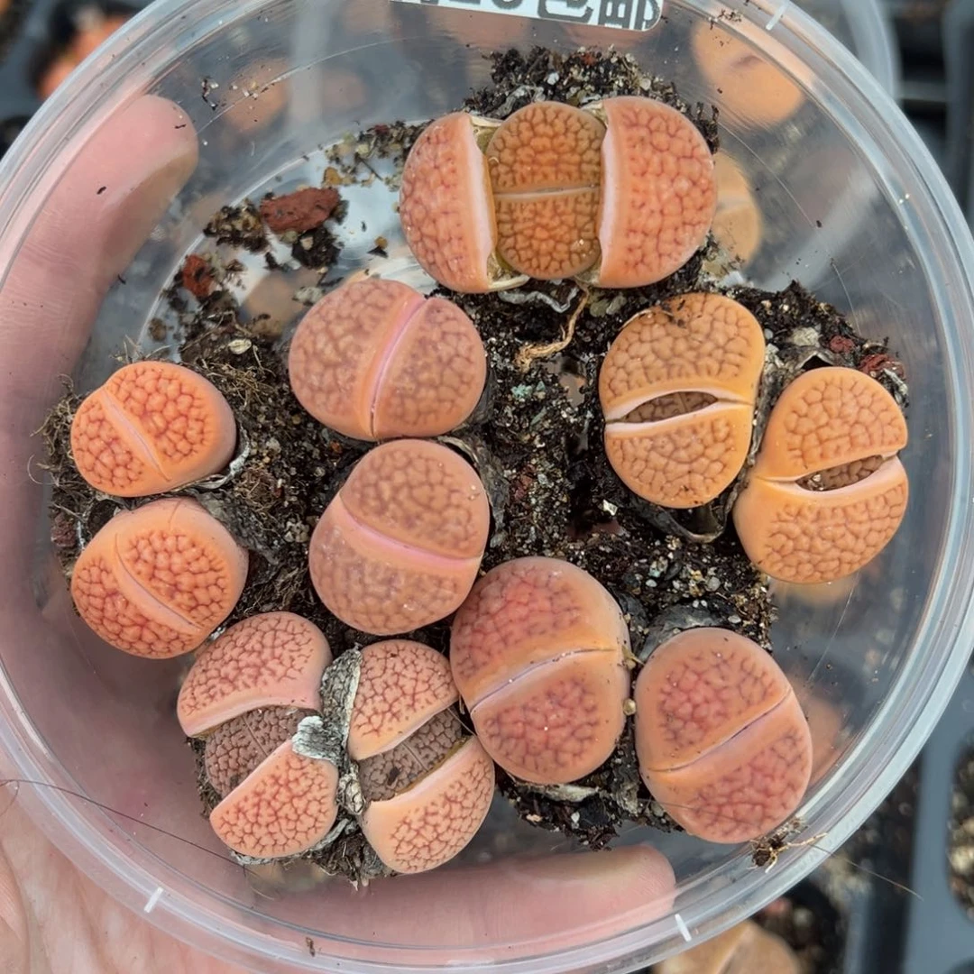 【闪购商品】672……