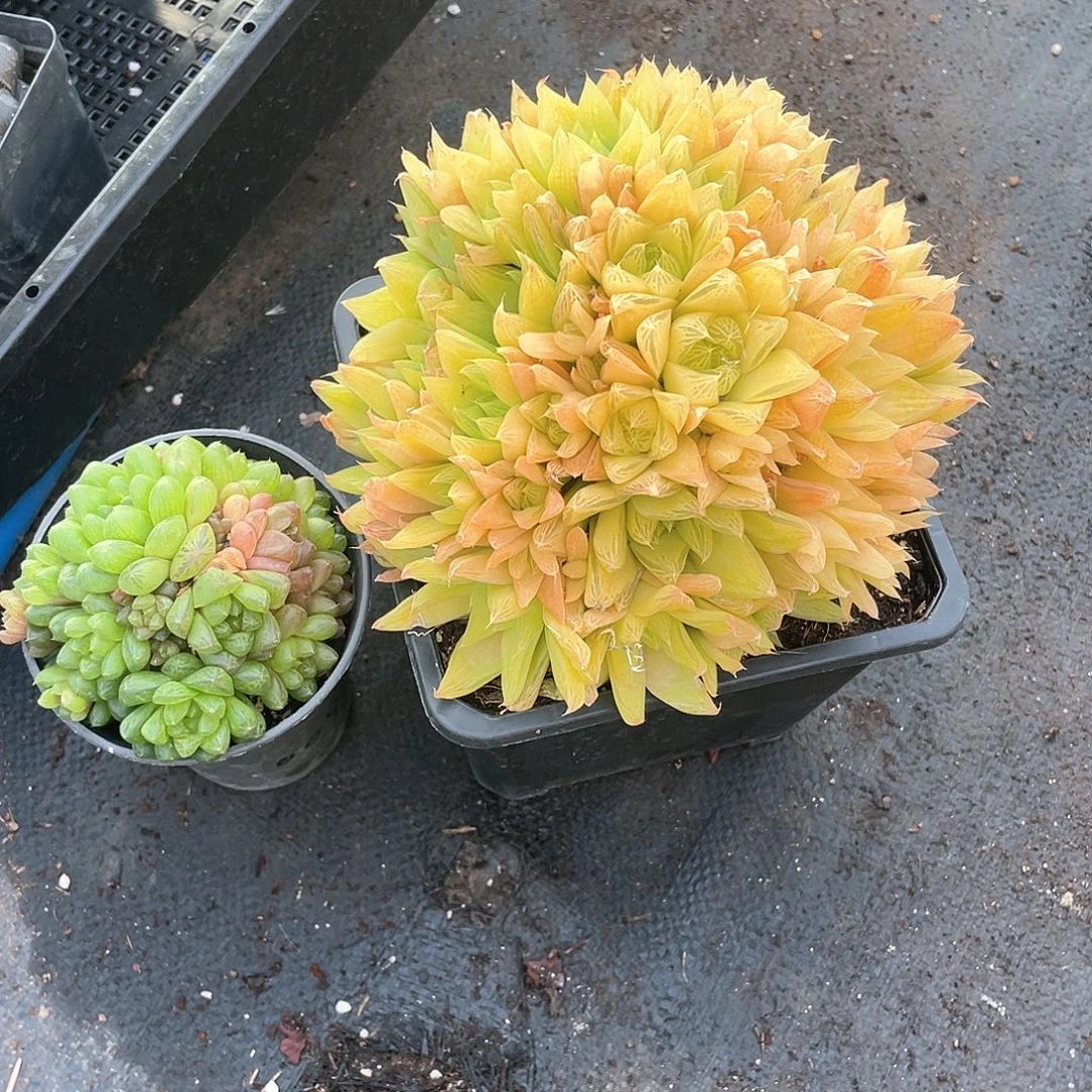 清****水晶玉露加超大颗黄金凝脂菊