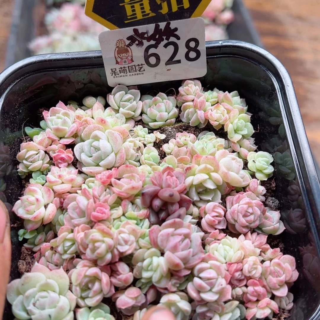 多肉植物多肉植物