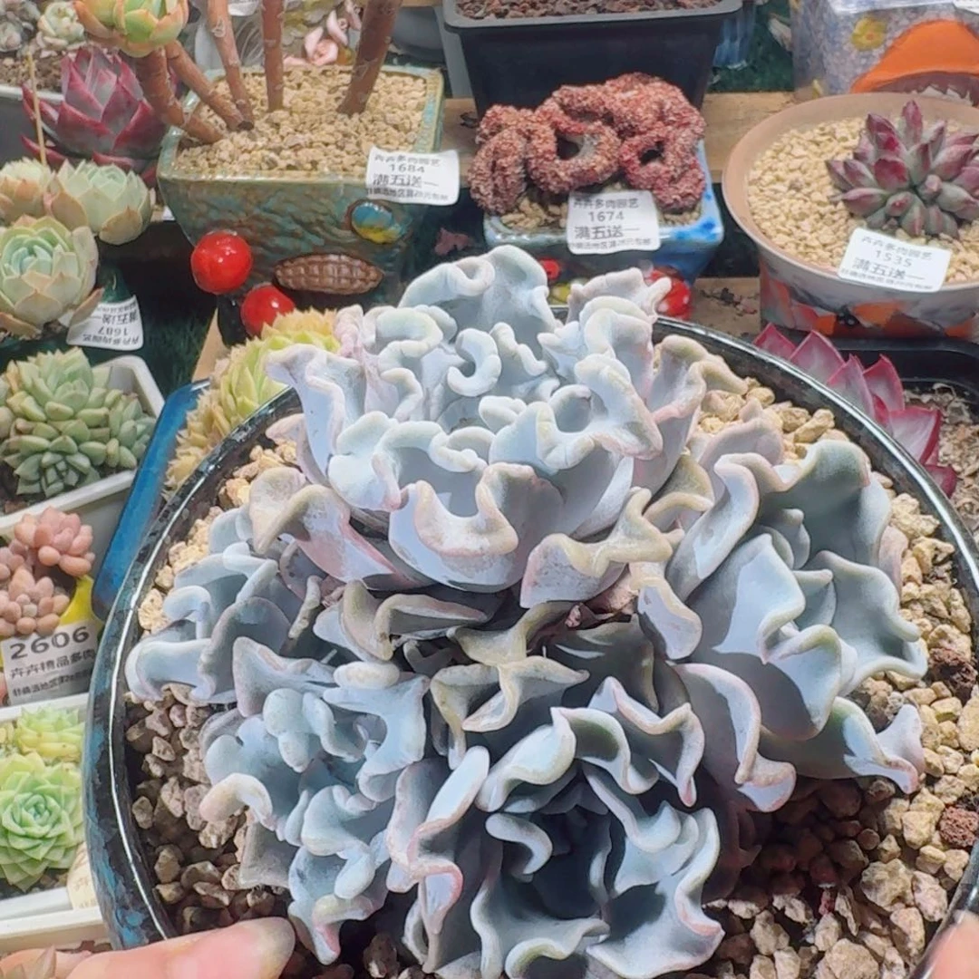 1549一物一拍（满28包邮）