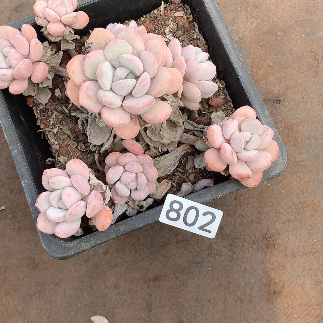 802 一物一拍多肉