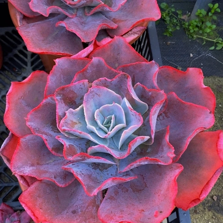 天空之城12121212