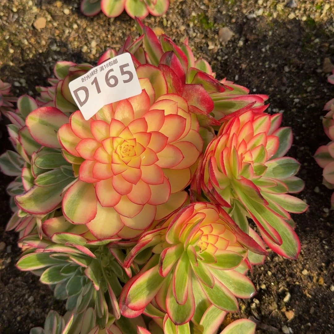 165荔枝。多肉植物