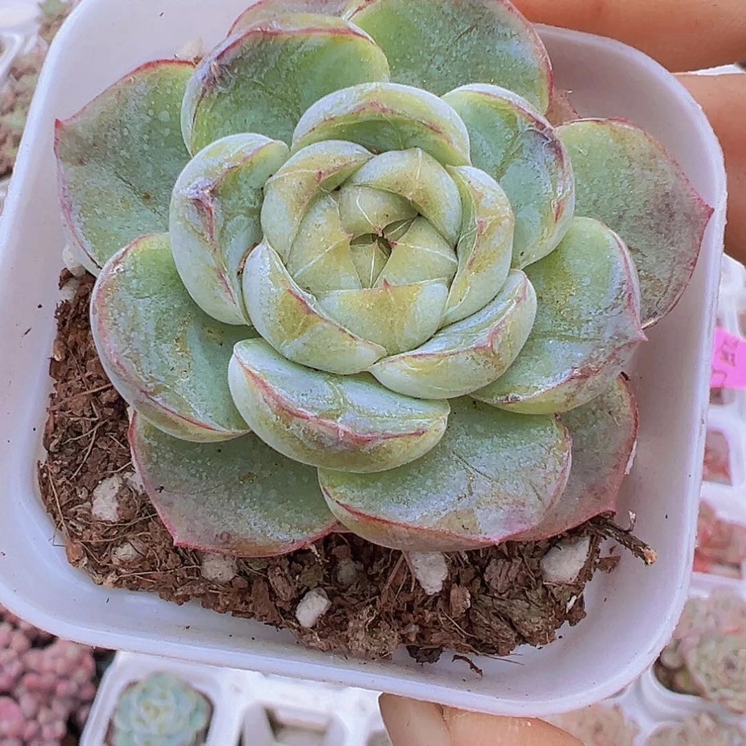 单头胖虎19包邮多肉