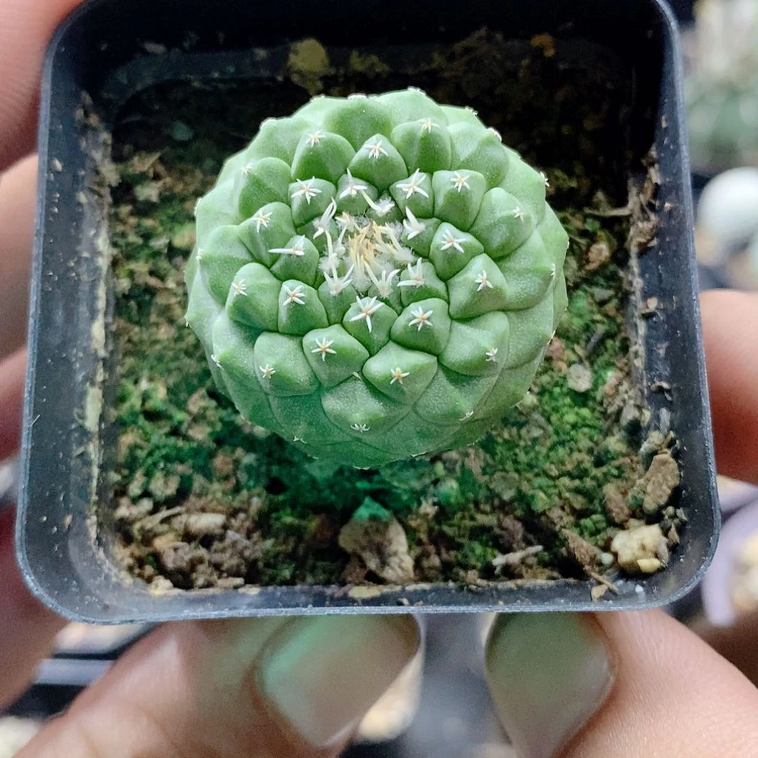 实生菊水2.9公分左右