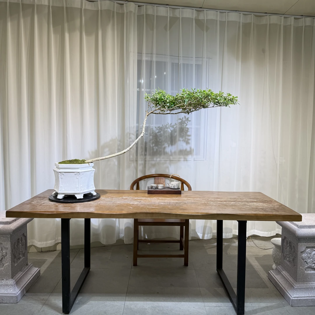 【永栀盆景】海岛栀子花 茶台飘 一物一拍