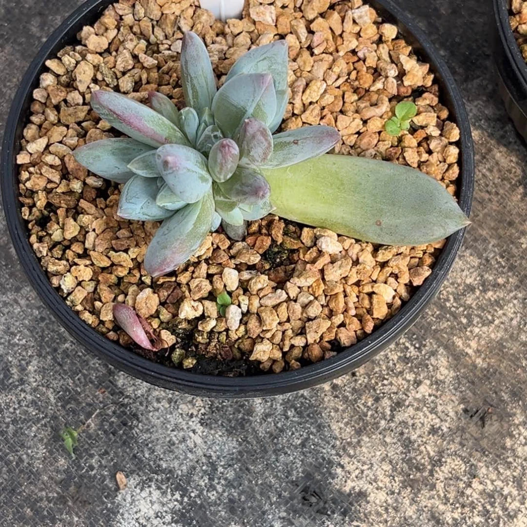 胡***等波光多肉植物小苗53