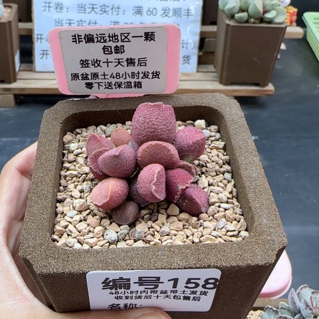 158赛猪肝多肉植物