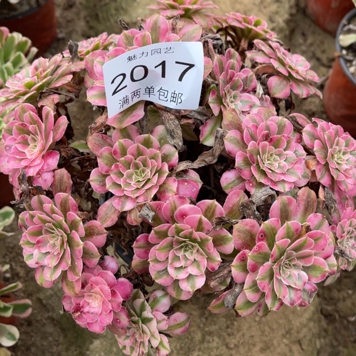 红铜的人多肉的人2017