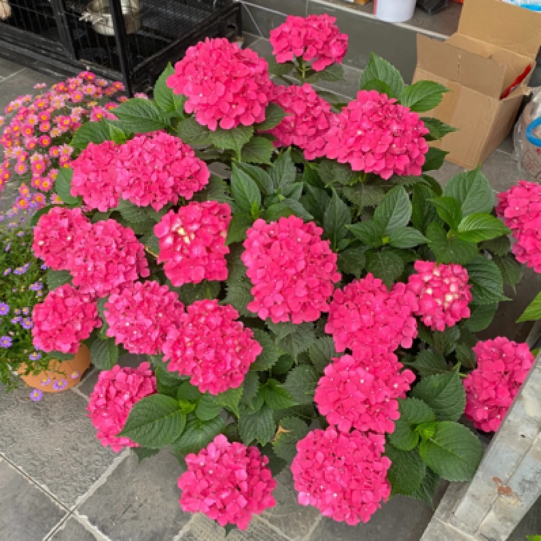 绣球《玫红妈》基地福利适合新手小白阳台地栽庭院易养护趣味美观