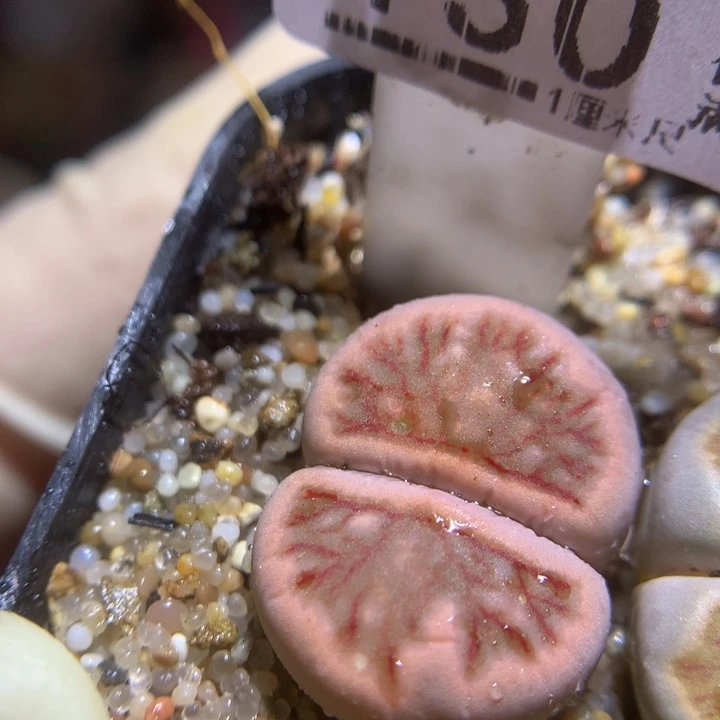 精品生石花126.130