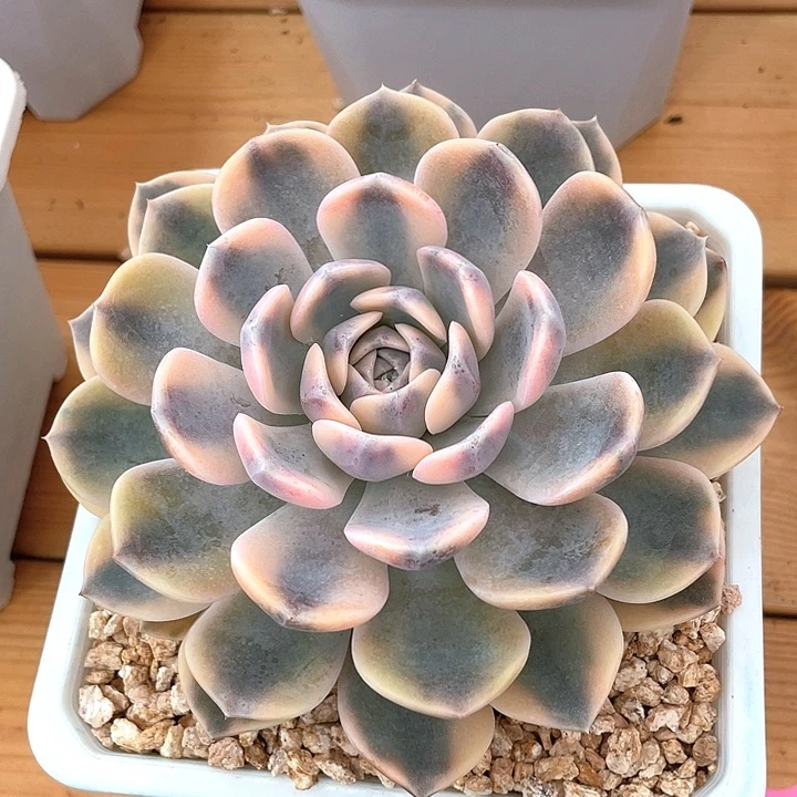 汉堡锦 一物一拍锦龙