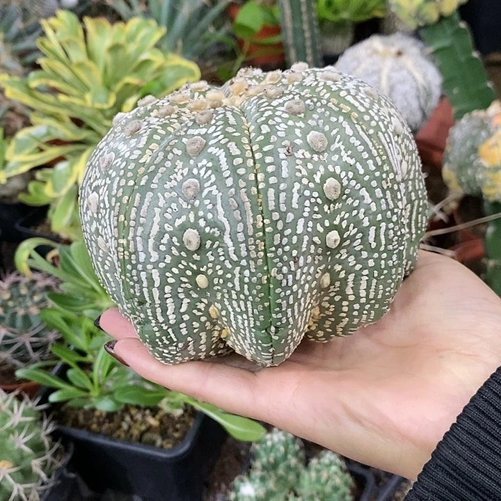 花花草草花花草草