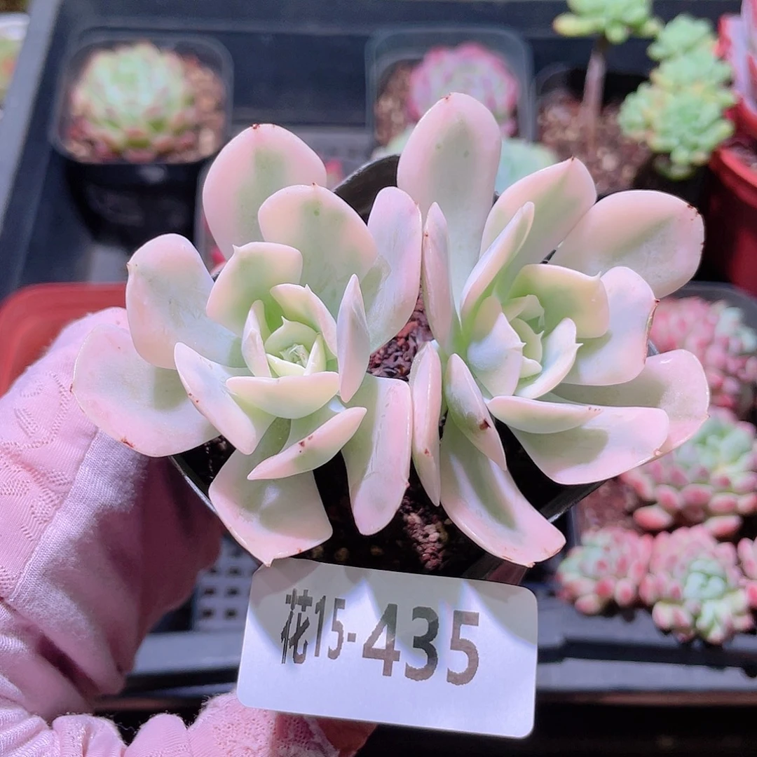 花利美15-435鲁氏锦