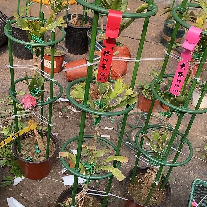 往**风3层月之桂嫁接蟹爪兰，重瓣