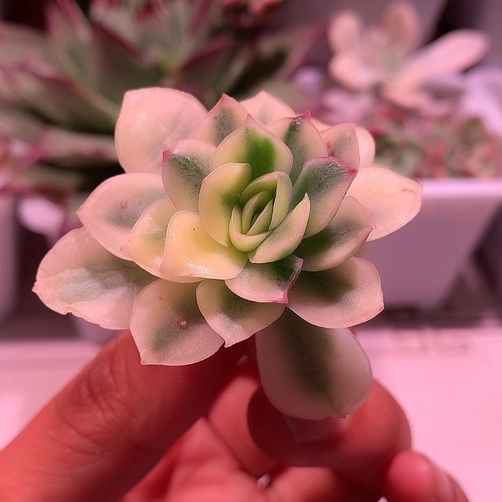 不知名东云锦锦锦锦锦