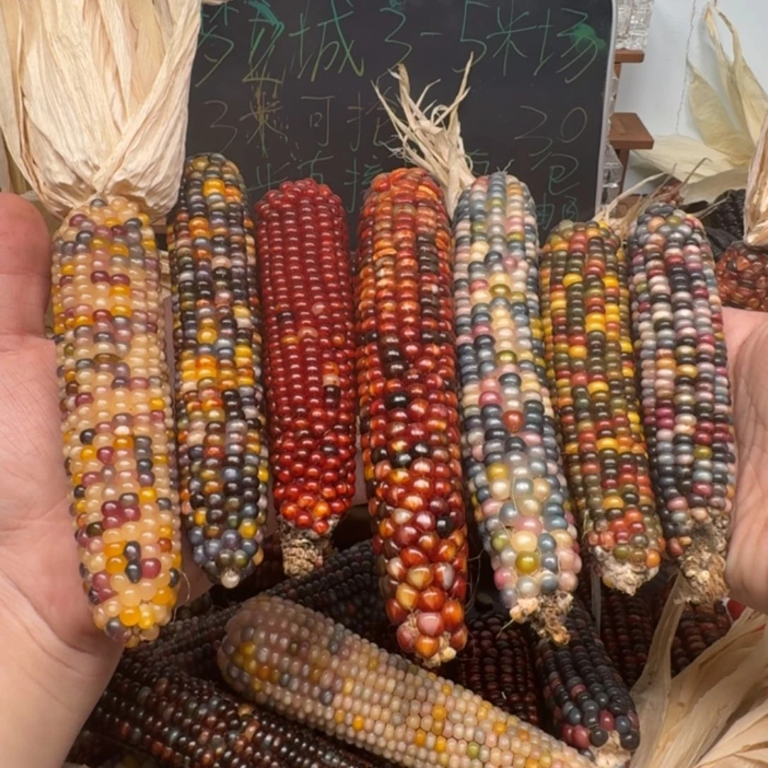 柏香籽/百香籽吊坠秋*