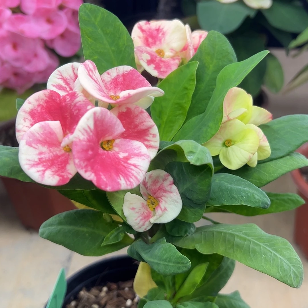 新桃霜泰国大花虎刺梅