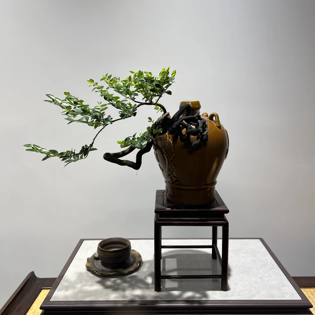 黑骨茶 - 古朴酒壶临水意境精品盆景