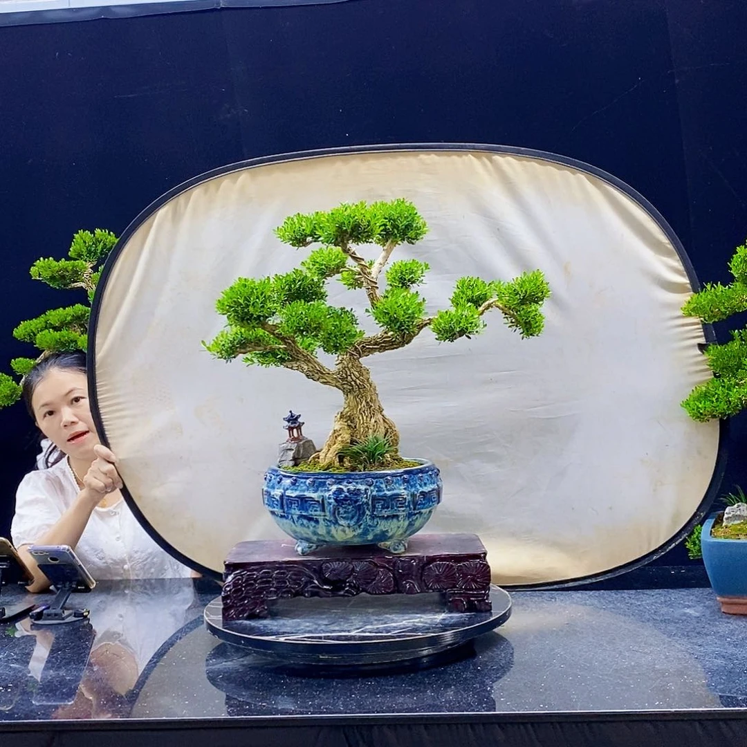 无花朵精品黄杨盆景