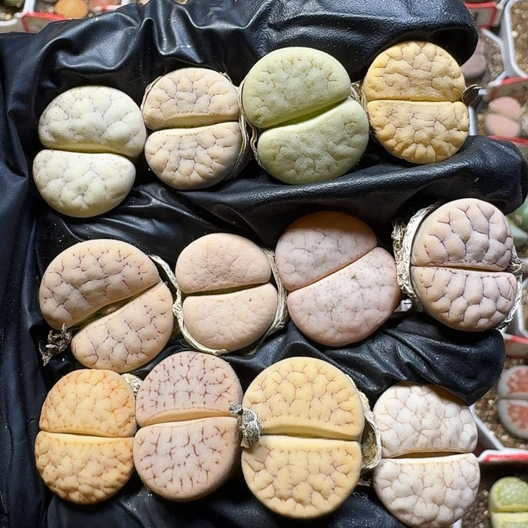 生石花111121。  210