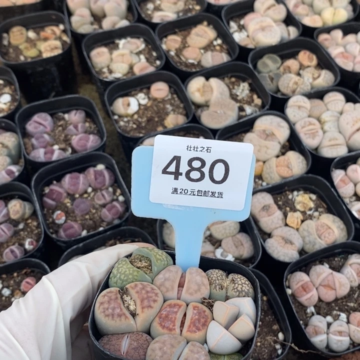 卖****家480生石花小苗方