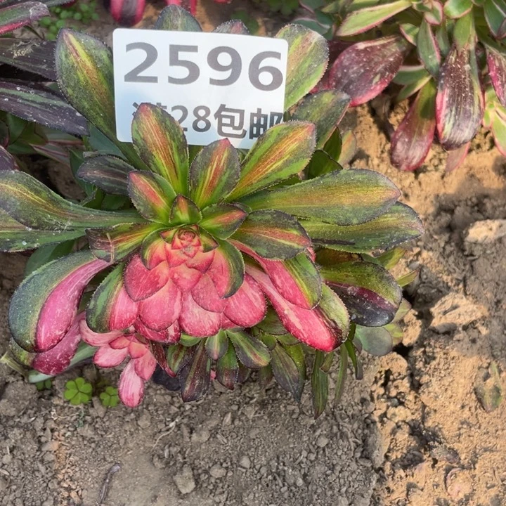 2596一号棚花蝴蝶D