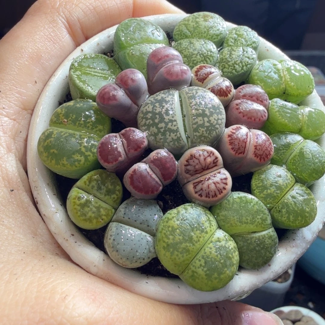 夏***叶多肉植物福利来袭冲冲冲冲822