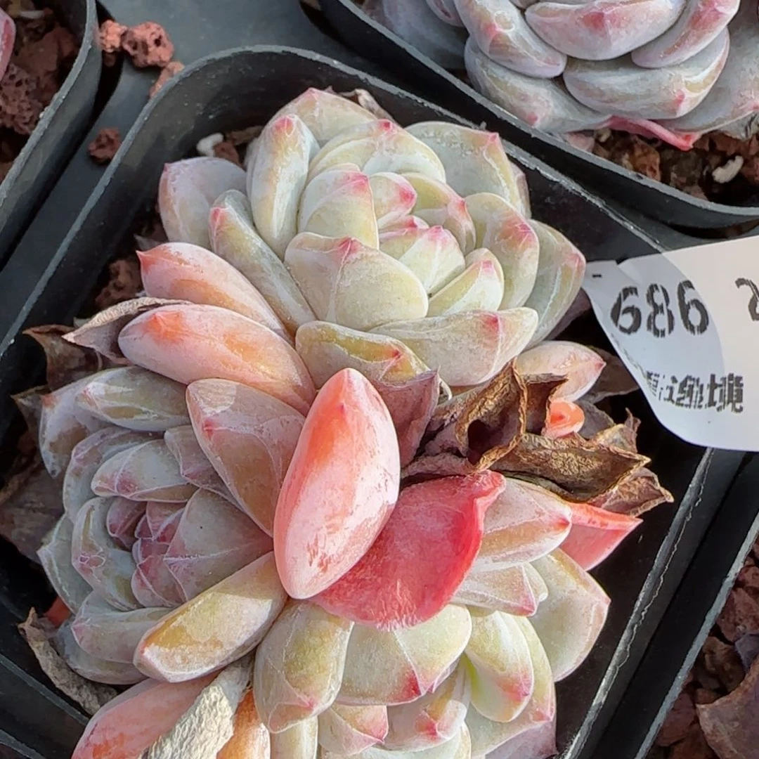 花语逸镜0213-686