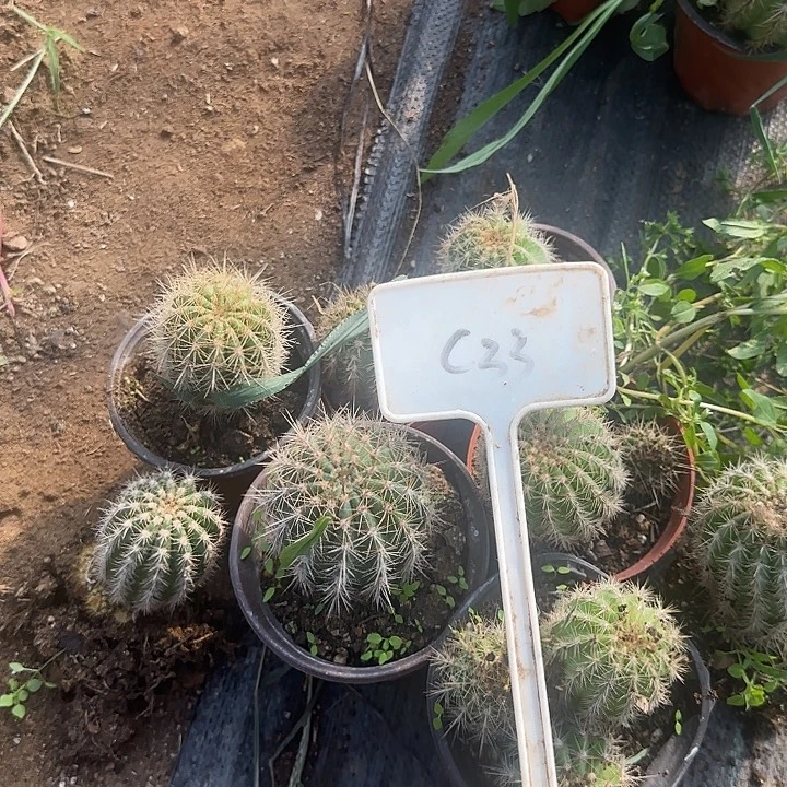 憨***ʔC33毛花柱实生的20的