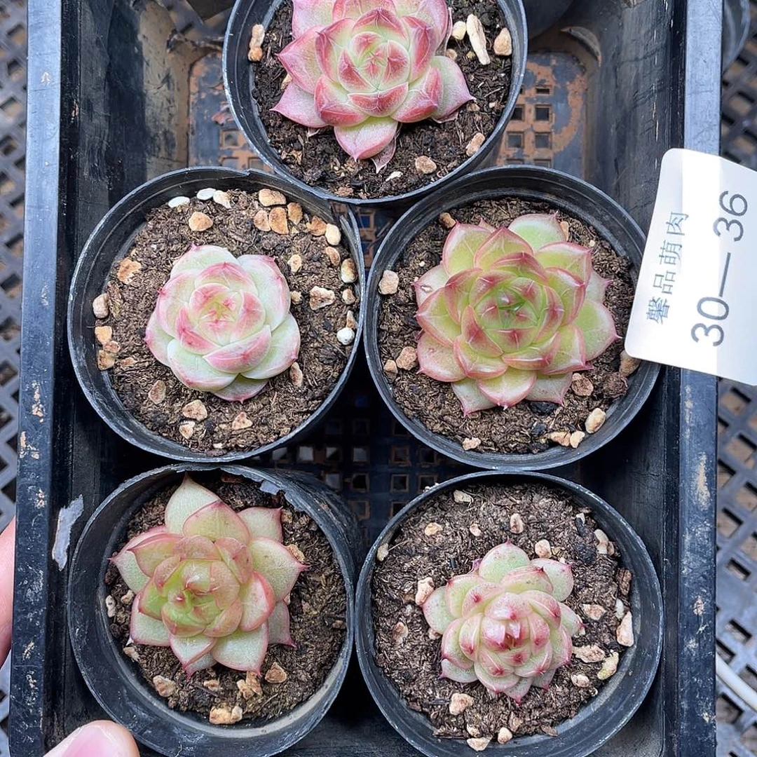 小***j多肉一物一拍30-36