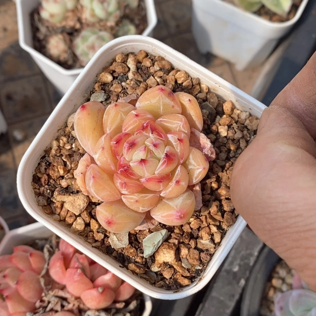 精品多肉一物一拍不包整162