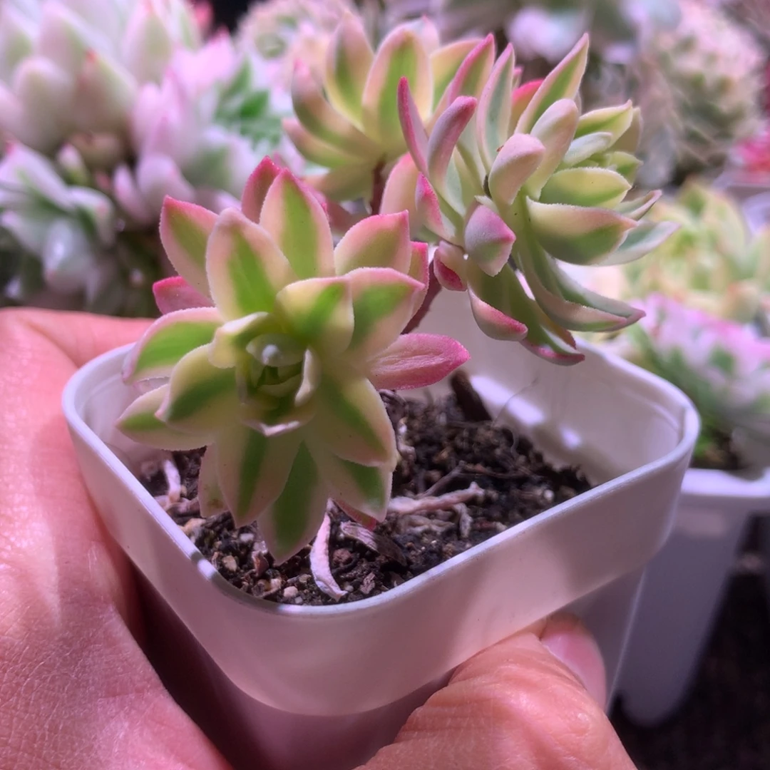 薄化妆覆轮锦群生