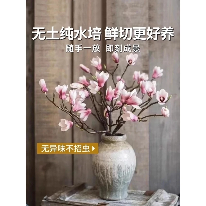 【调性年宵花】玉兰花鲜枝带花苞水培植物室内好养易活森系植物