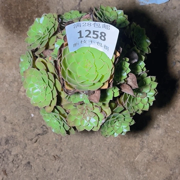 一***爱1258桃花石多肉植物