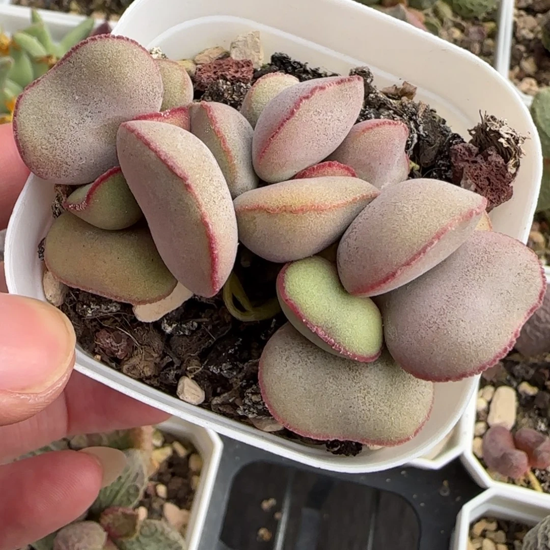 白肌红蛋多肉水泡植物