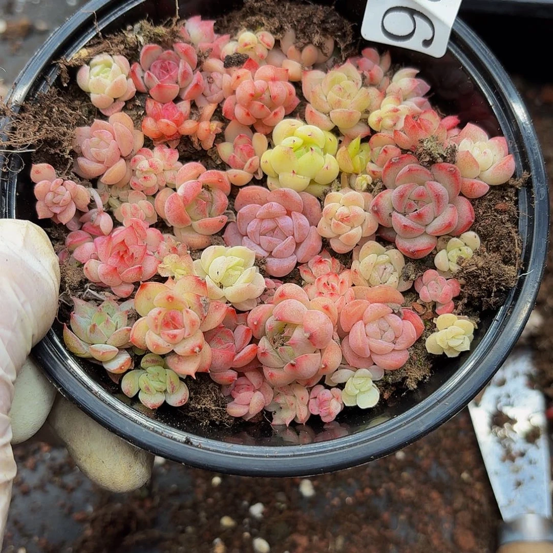 多肉植物多肉植物981