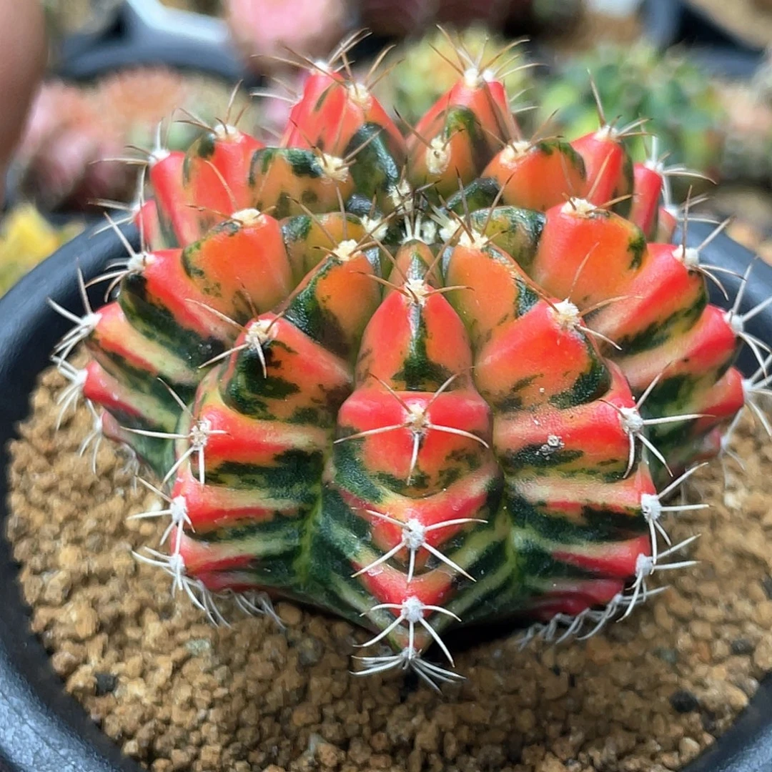 无花朵泰系实生，红虎斑米哈