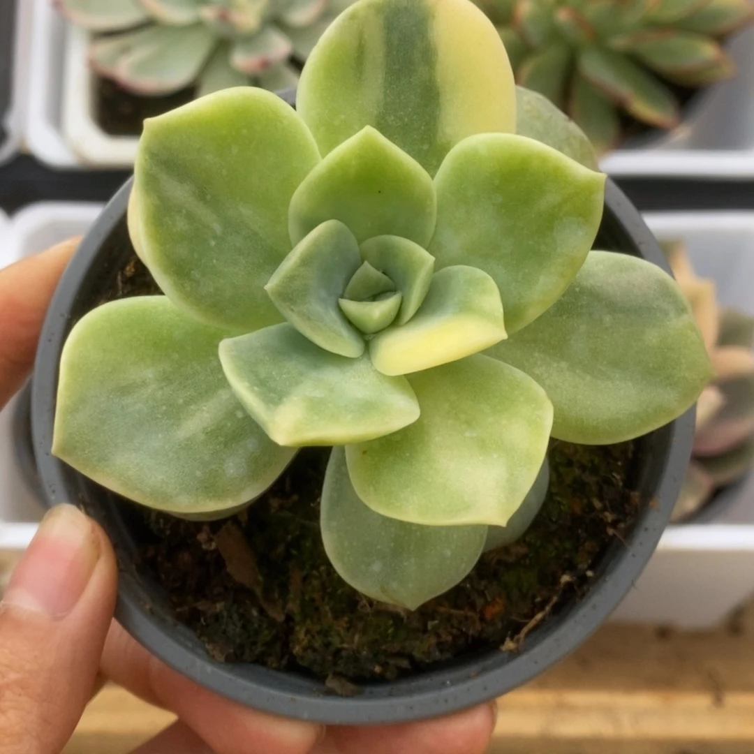 396可爱玫瑰锦锦锦锦锦锦