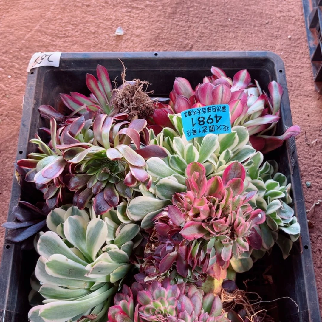组合4981多肉植物