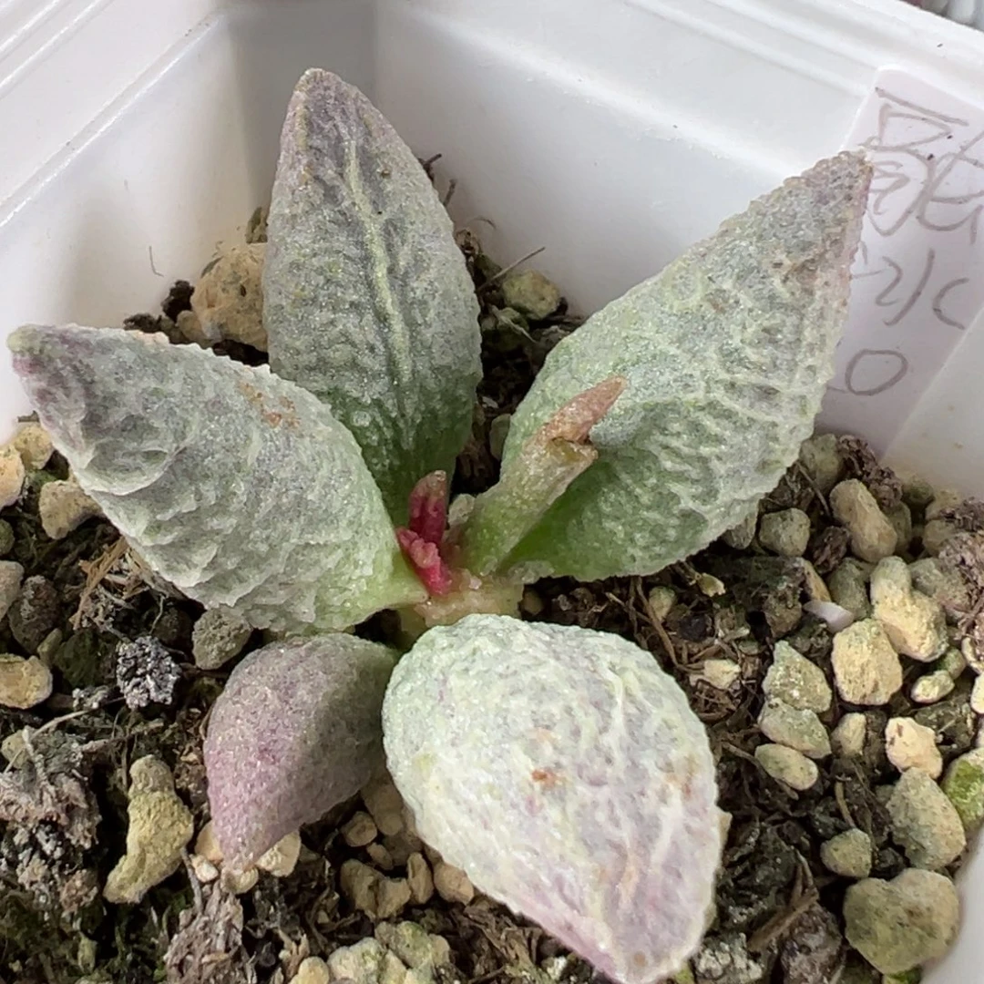 w融化纹冰淇淋多肉植物水泡