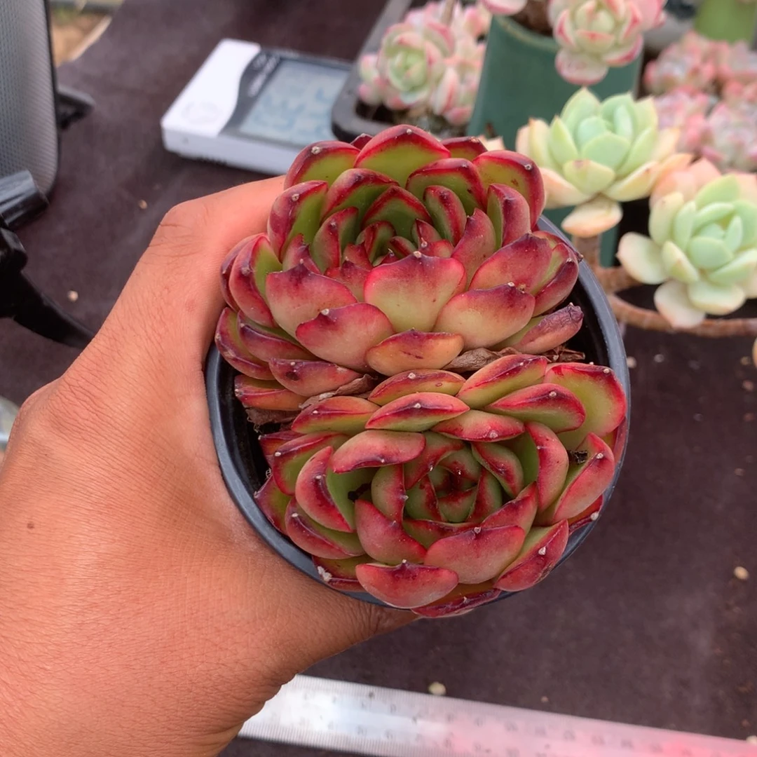 人工增加剂量对患者皮肤伤害