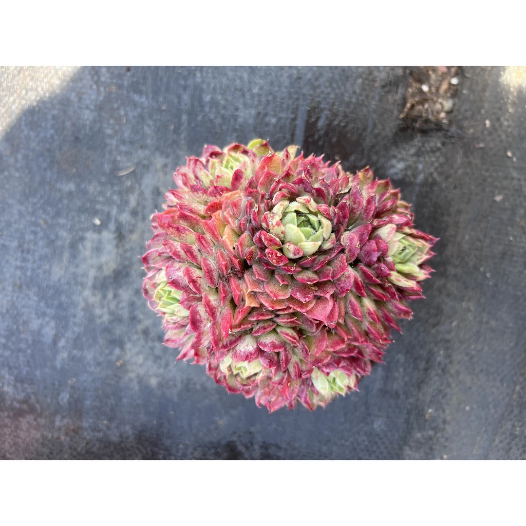 1王小二多肉多头朱砂痣12杯冠幅10-12厘米多肉植物带基地原盆原土