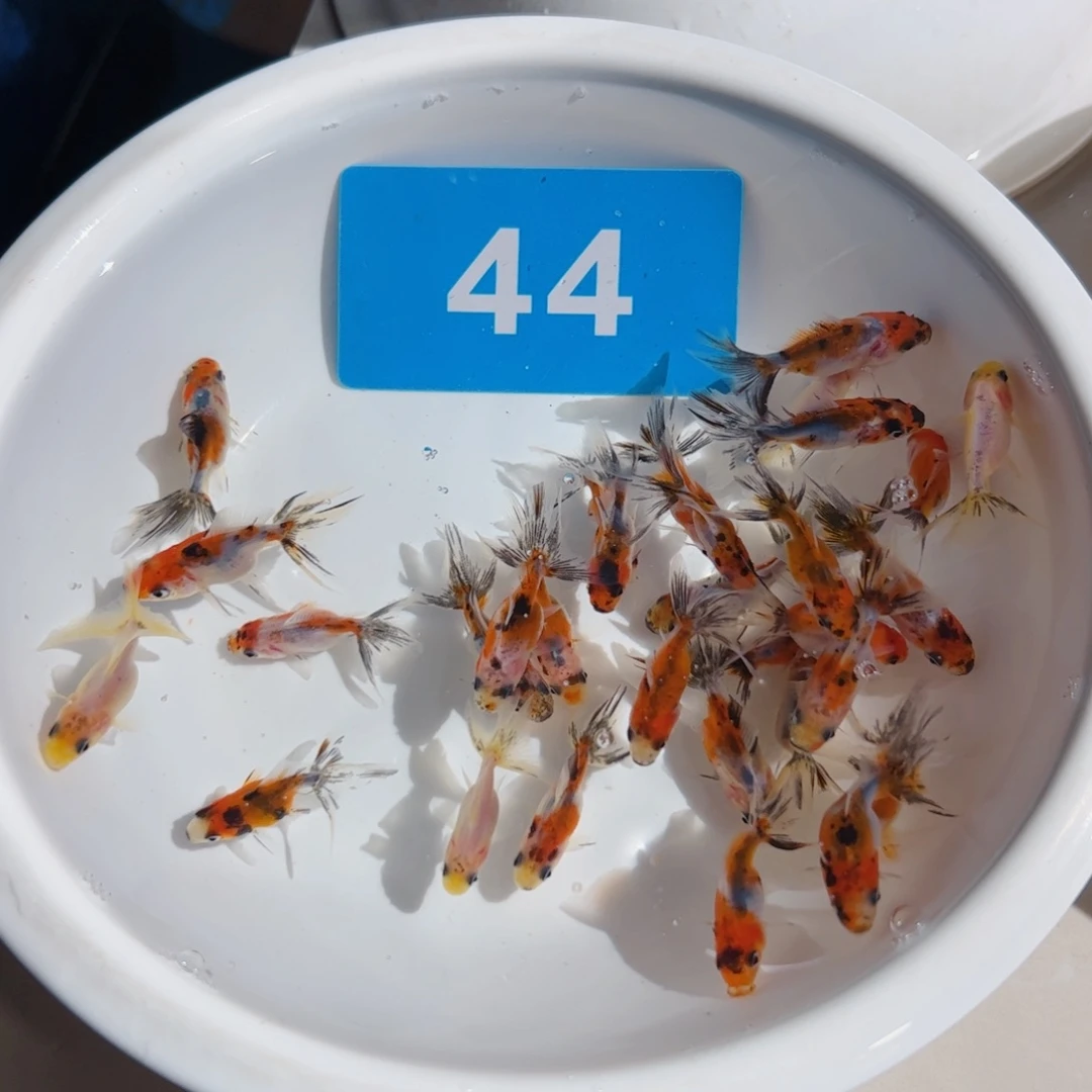 金鱼花泰师11111111