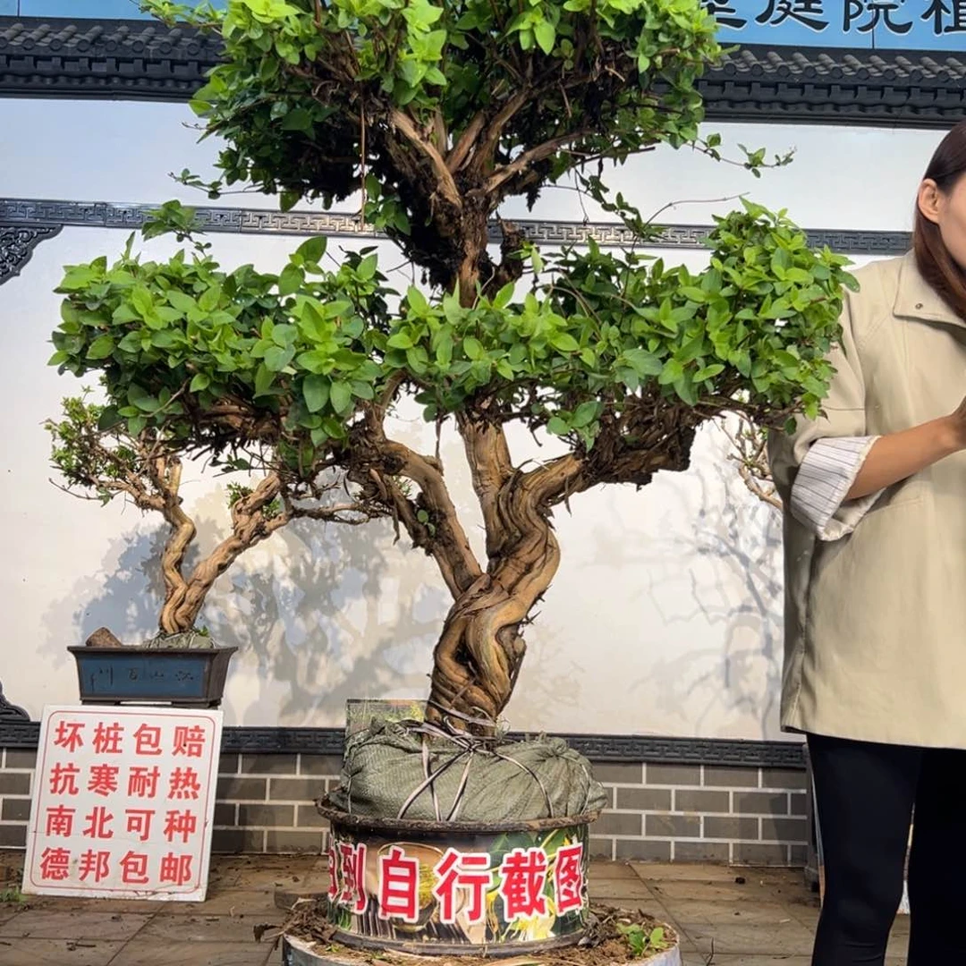 无花朵亿****W金银花898888888888