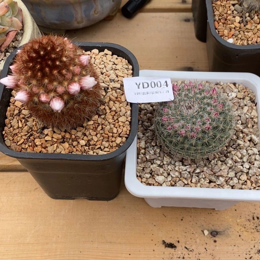 粗砂花盆昊*YD004rourourou