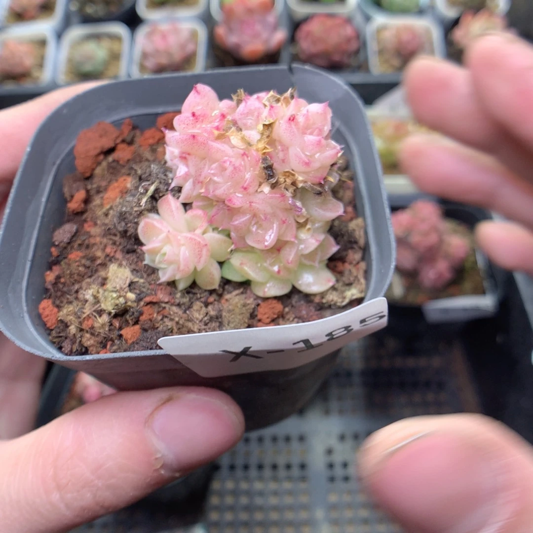 X185y y y y y y y y y y y