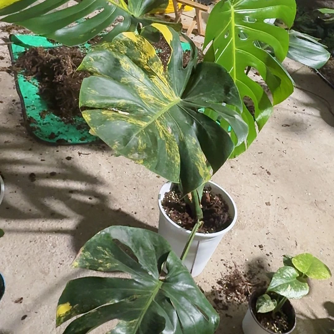 无花朵今**眠龟背竹植物一物一拍