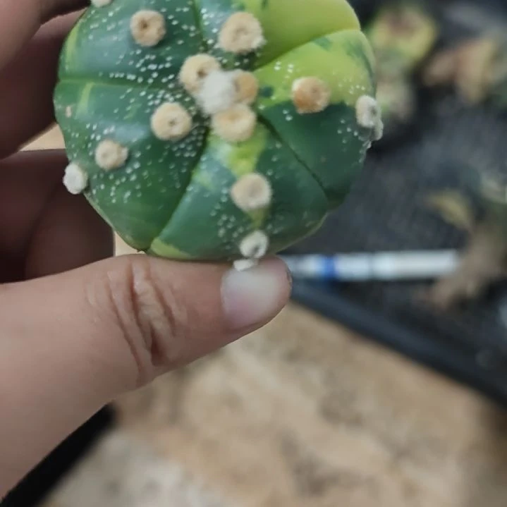 一物一拍，兜锦实生！