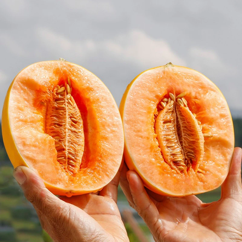 【民勤蜜瓜】脆甜多汁应季水果沙漠蜜瓜甜瓜